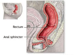 anal sphincter,rectum