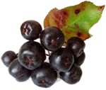 bilberries