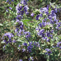 herbal remedies and treatments with alfalfa, alfalfa enema