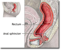 rectum,anal sphincter
