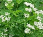 anise enema,health properties of anise