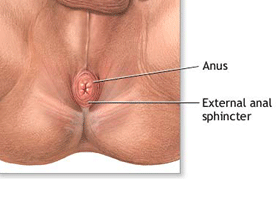 anus,external anus sphincter