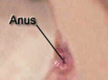 anal opening picture