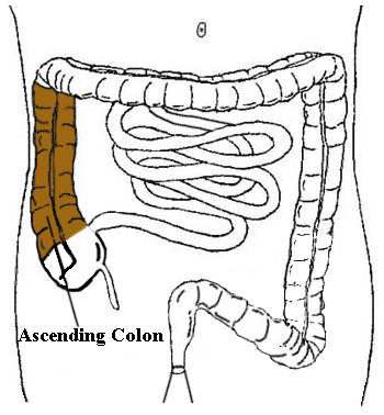 picture of the ascending colon