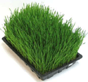 barley grass enema