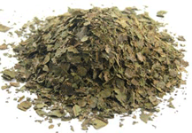 black walnut leaf