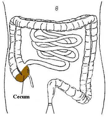 abdominal_bol.htm