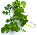 cilantro