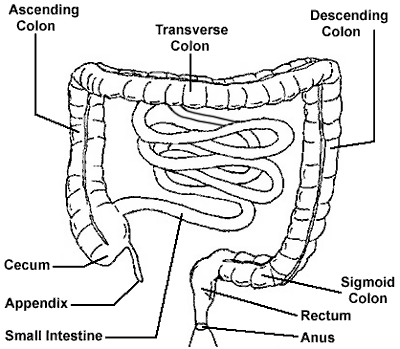  the large intestine/colon