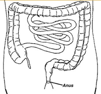 Drawing of the Anus Location in the colon
