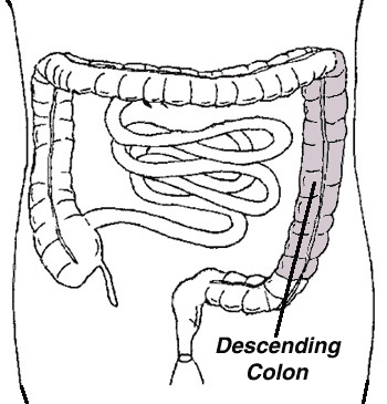 Line Drawing of the Descending Colon