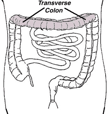 mind drying of the transverse colon