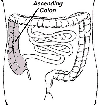 Line Drawing of the Ascending Colon