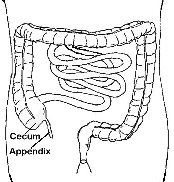 Line Drawing of the Cecum and Appendix