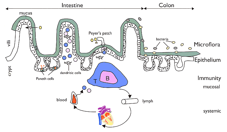Gut Microflora