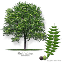 black walnut tree and fruit